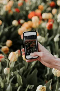 person using a phone to take picture of flower fields